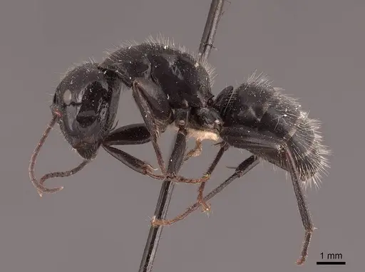 Camponotus laevigatus specimen FMNHINS0000045786 image fmnhins0000045786_3