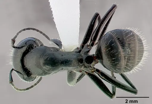 Camponotus laevissimus specimen CASENT0005346 image casent0005346_1