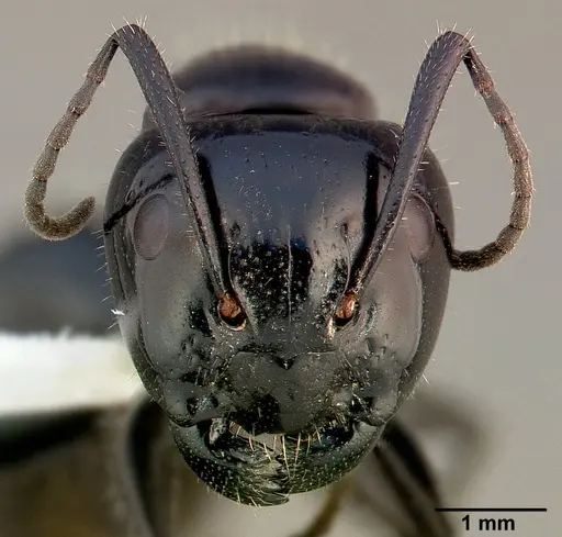 Camponotus laevissimus specimen CASENT0005346 image casent0005346_2