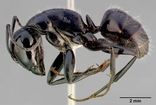 Camponotus laevissimus specimen CASENT0005346 image casent0005346_3