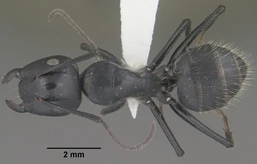 Camponotus laevissimus specimen CASENT0102776 image casent0102776_1