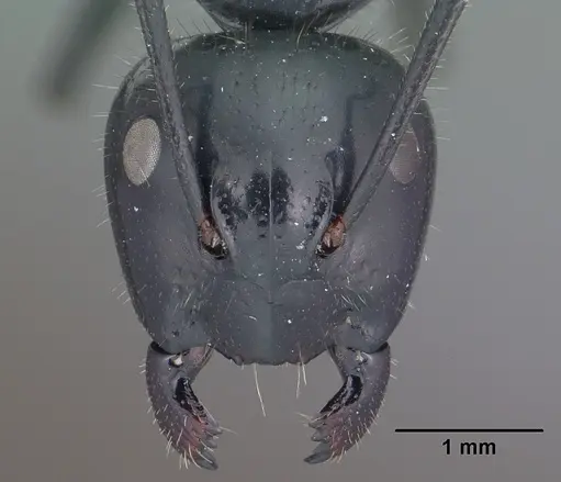Camponotus laevissimus specimen CASENT0102776 image casent0102776_2