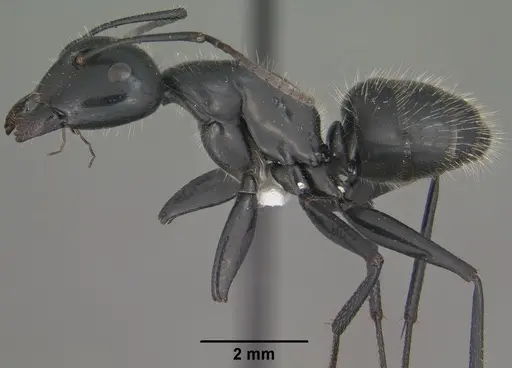 Camponotus laevissimus specimen CASENT0102776 image casent0102776_3