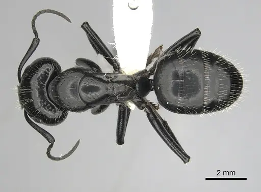 Camponotus laevissimus specimen CASENT0280010 image casent0280010_1
