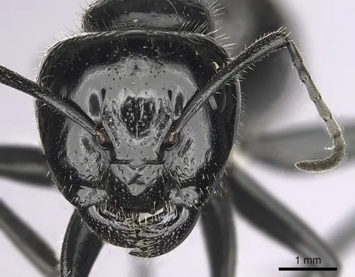 Camponotus laevissimus specimen CASENT0280010 image casent0280010_2