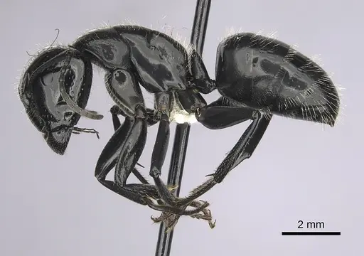 Camponotus laevissimus specimen CASENT0280010 image casent0280010_3