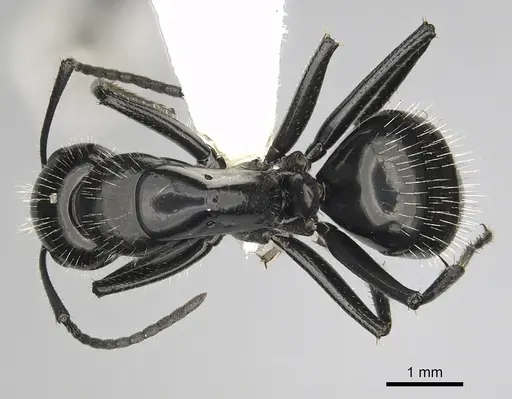 Camponotus laevissimus specimen CASENT0280011 image casent0280011_1