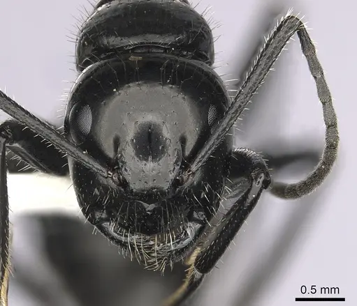 Camponotus laevissimus specimen CASENT0280011 image casent0280011_2