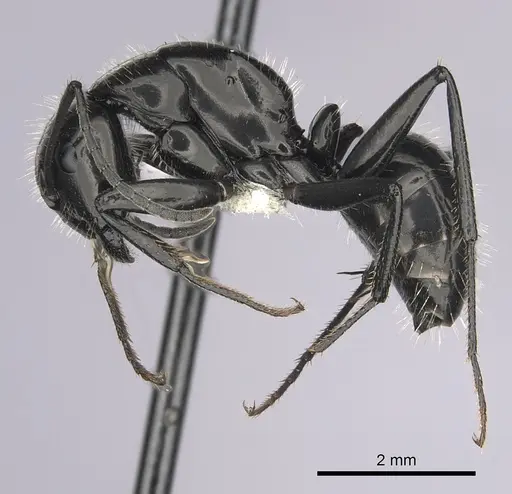 Camponotus laevissimus specimen CASENT0280011 image casent0280011_3