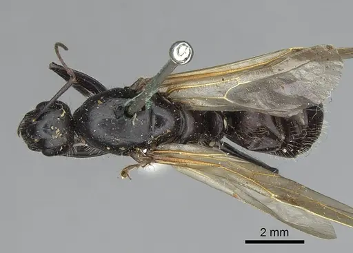 Camponotus laevissimus specimen CASENT0923029 image casent0923029_1