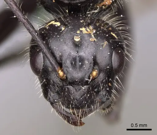 Camponotus laevissimus specimen CASENT0923029 image casent0923029_2