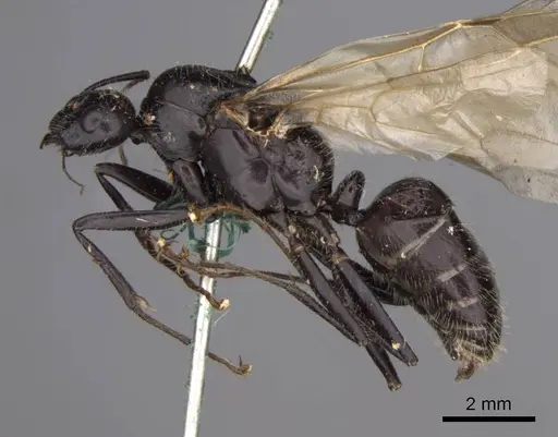 Camponotus laevissimus specimen CASENT0923029 image casent0923029_3