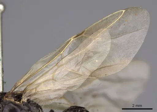 Camponotus laevissimus specimen CASENT0923029 image casent0923029_4