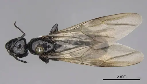 Camponotus laevissimus specimen CASENT8364325 image casent8364325_1