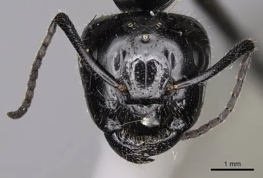 Camponotus laevissimus specimen CASENT8364325 image casent8364325_2