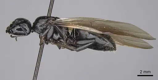 Camponotus laevissimus specimen CASENT8364325 image casent8364325_3