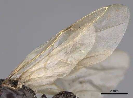 Camponotus laevissimus specimen CASENT8364325 image casent8364325_4