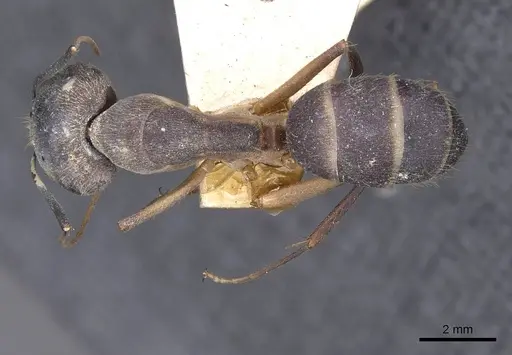 Camponotus lamarckii specimen CASENT0910156 image casent0910156_1