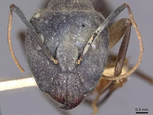 Camponotus lamarckii specimen CASENT0910156 image casent0910156_2