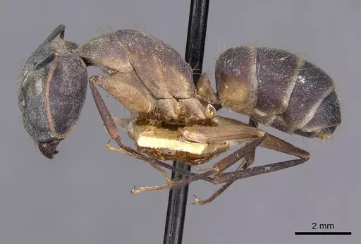 Camponotus lamarckii specimen CASENT0910156 image casent0910156_3