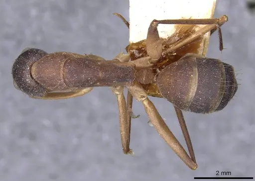 Camponotus lamarckii specimen CASENT0910157 image casent0910157_1