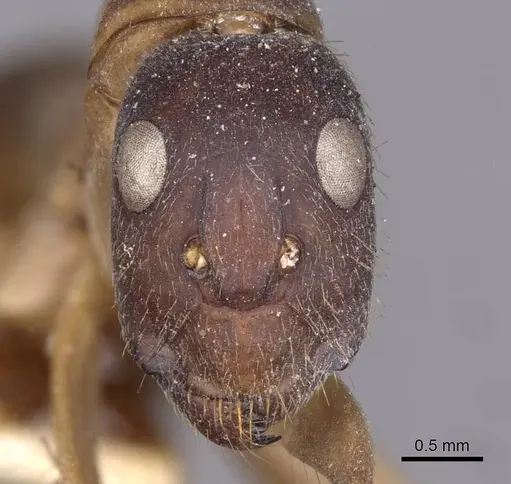 Camponotus lamarckii specimen CASENT0910157 image casent0910157_2