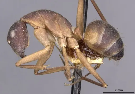 Camponotus lamarckii specimen CASENT0910157 image casent0910157_3