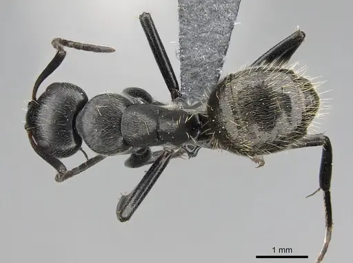 Camponotus lamborni specimen CASENT0779519 image casent0779519_1