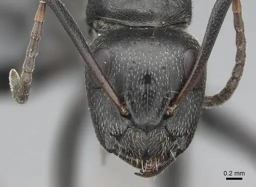 Camponotus lamborni specimen CASENT0779519 image casent0779519_2