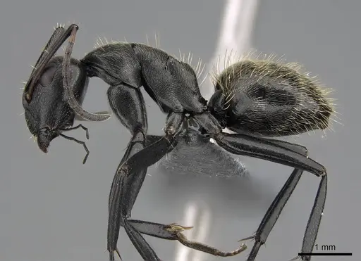 Camponotus lamborni specimen CASENT0779519 image casent0779519_3