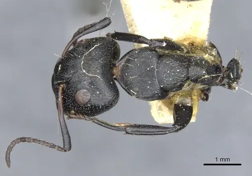 Camponotus lamborni specimen CASENT0903489 image casent0903489_1