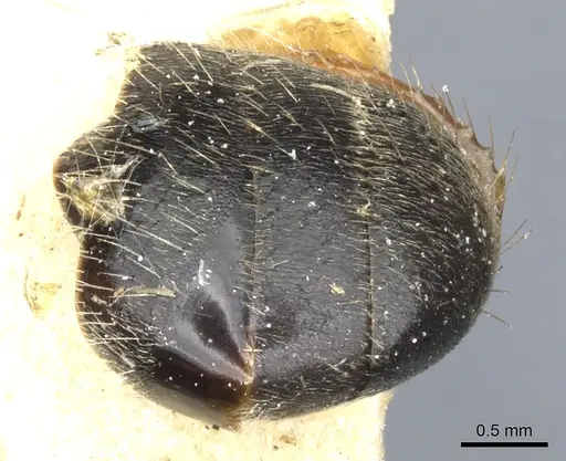 Camponotus lamborni specimen CASENT0903489 image casent0903489_2