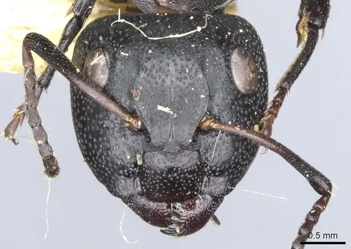 Camponotus lamborni specimen CASENT0903489 image casent0903489_3