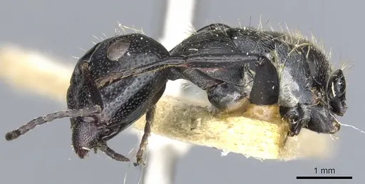Camponotus lamborni specimen CASENT0903489 image casent0903489_4