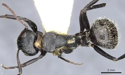 Camponotus lamborni specimen CASENT0903490 image casent0903490_1