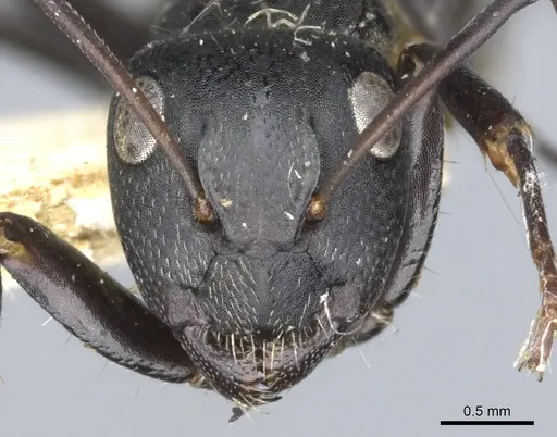Camponotus lamborni specimen CASENT0903490 image casent0903490_2