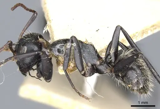 Camponotus lamborni specimen CASENT0903490 image casent0903490_3