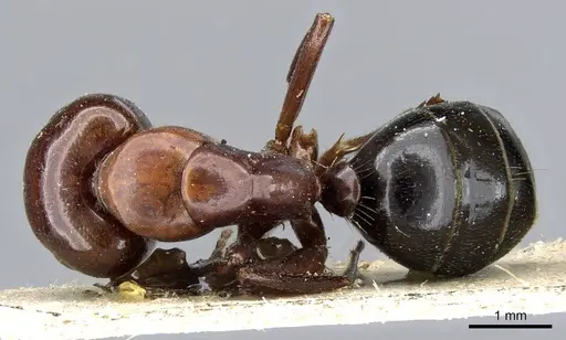 Camponotus lameerei specimen CASENT0905399 image casent0905399_1