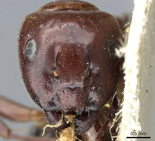 Camponotus lameerei specimen CASENT0905399 image casent0905399_2