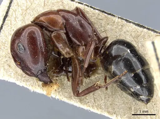 Camponotus lameerei specimen CASENT0905399 image casent0905399_3