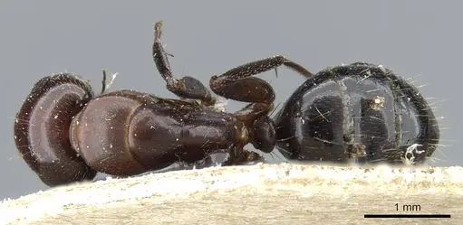 Camponotus lameerei specimen CASENT0905400 image casent0905400_1