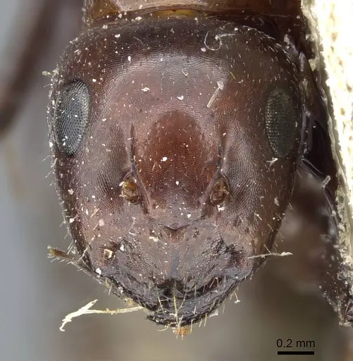 Camponotus lameerei specimen CASENT0905400 image casent0905400_2