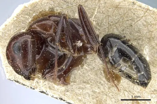 Camponotus lameerei specimen CASENT0905400 image casent0905400_3
