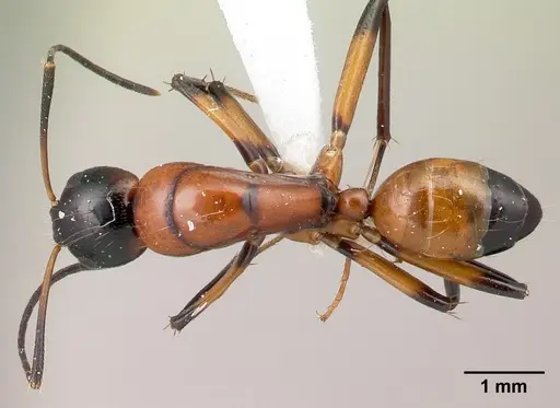 Camponotus lamosy specimen CASENT0191633 image casent0191633_1