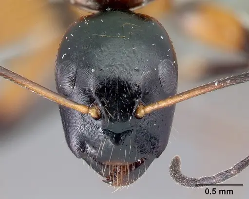 Camponotus lamosy specimen CASENT0191633 image casent0191633_2
