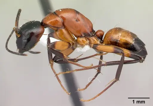 Camponotus lamosy specimen CASENT0191633 image casent0191633_3