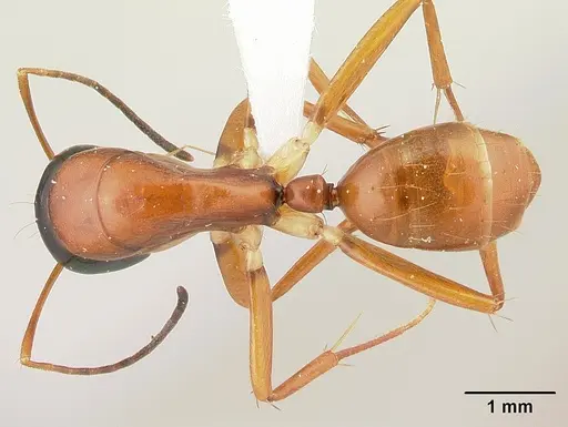 Camponotus lamosy specimen CASENT0408965 image casent0408965_1