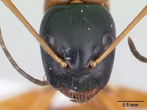 Camponotus lamosy specimen CASENT0408965 image casent0408965_2