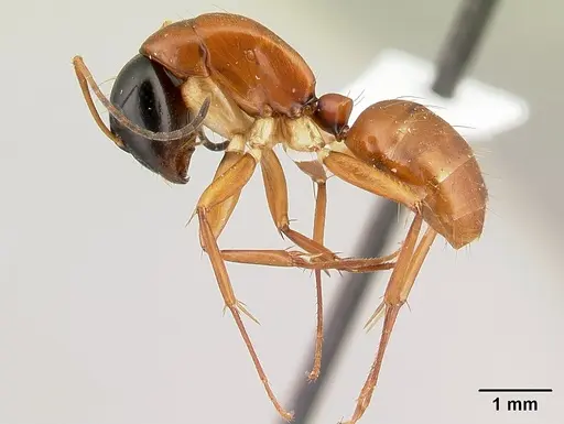 Camponotus lamosy specimen CASENT0408965 image casent0408965_3