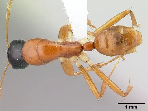 Camponotus lamosy specimen CASENT0408976 image casent0408976_1